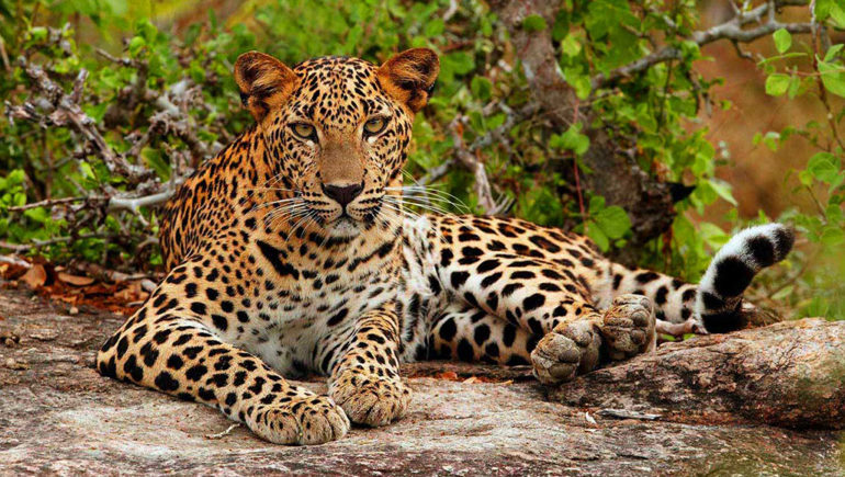 Yala National Park