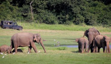 Safari Yala park